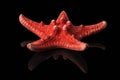 Single sea shell of red sea star isolated on black background, mirror reflection Royalty Free Stock Photo