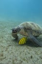 Single sea turtle with yellow exotic fish on the bottom of red sea in egypt Royalty Free Stock Photo