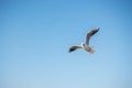 Single seabird seagull flying in sky with sky as background