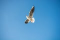 Single seabird seagull flying in sky with sky as background