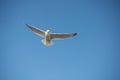 Single seabird seagull flying in sky with sky as background