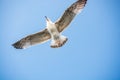 Single seabird seagull flying in sky with sky as background