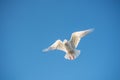 Single seabird seagull flying in sky with sky as background