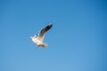 Single seabird seagull flying in sky with sky as background