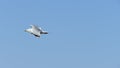 Single Seagul flying in bright blue sky at aberporth beach west wales uk