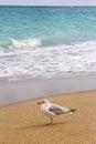 Single seagull bird on the beach