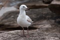 Single seagull bird standing in profile on coastal rock platform Royalty Free Stock Photo