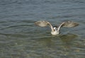 The single seagull catching the food