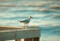 Single seagull on coast sea
