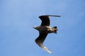 Single Seagull In Flight From Below Against Blue Sky