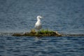 Single seagull on floating isle in danubian delta Royalty Free Stock Photo