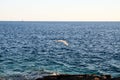 Single seagull flying across a blue sky. Beautiful white Seagull flying with spread wings above the sea. Birds in nature. Seagull Royalty Free Stock Photo