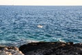 Single seagull flying across a blue sky. Beautiful white Seagull flying with spread wings above the sea. Birds in nature. Seagull Royalty Free Stock Photo