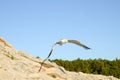 Single seagull flying across a blue sky. Beautiful white Seagull flying with spread wings above the sea. Birds in nature. Seagull Royalty Free Stock Photo