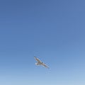 Single seagull flying alone in the sky