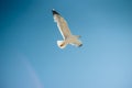 Single seagull flying, blue sky in background Royalty Free Stock Photo