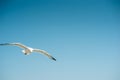 Single seagull flying, blue sky in background Royalty Free Stock Photo