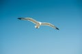 Single seagull flying, blue sky in background Royalty Free Stock Photo