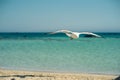 Single seagull flying, blue sky in background Royalty Free Stock Photo