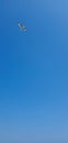 Single seagull flying on a blue sky background. Image Royalty Free Stock Photo