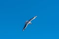 Single seagull flying on a blue sky background Royalty Free Stock Photo