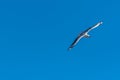 Single seagull flying on a blue sky background Royalty Free Stock Photo