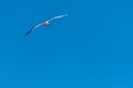 Single seagull flying on a blue sky background Royalty Free Stock Photo