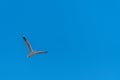 Single seagull flying on a blue sky background Royalty Free Stock Photo