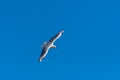 Single seagull flying on a blue sky background Royalty Free Stock Photo