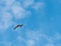 Single seagull flying in a blue sky with clouds background Royalty Free Stock Photo