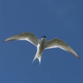 Single seagull flying at blue sky at Iceland, summer, 2015 Royalty Free Stock Photo