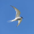 Single seagull flying at blue sky at Iceland, summer, 2015 Royalty Free Stock Photo