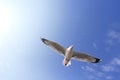 Single seagull flying in a blue sky Royalty Free Stock Photo