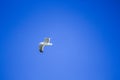 Single seagull is flying in front of blue sky in Spain Royalty Free Stock Photo