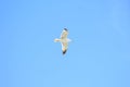 Single seagull is flying in front of blue sky in Spain Royalty Free Stock Photo