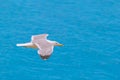 Single seagull flying over blue sea as a background. Closeup, copy space. Side view. Royalty Free Stock Photo