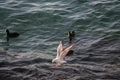 Single seagull flying over sea waters Royalty Free Stock Photo