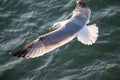 Single seagull flying over sea waters Royalty Free Stock Photo