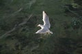 Single seagull flying over sea waters Royalty Free Stock Photo