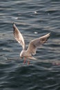 Single seagull flying over sea waters Royalty Free Stock Photo