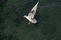 Single seagull flying over sea waters Royalty Free Stock Photo