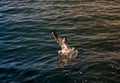 Single seagull flying over sea waters Royalty Free Stock Photo