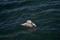 Single seagull flying over sea waters Royalty Free Stock Photo
