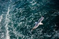 Single seagull flying over sea waters Royalty Free Stock Photo