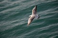 Single seagull flying over sea waters Royalty Free Stock Photo