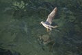 Single seagull flying over sea waters Royalty Free Stock Photo