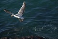 Single seagull flying over sea waters Royalty Free Stock Photo