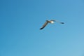 Single seagull flying overhead in a blue sky Royalty Free Stock Photo