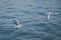 Single seagull flying with with sea as a background . Seagulls are flying above the sea, the sky is blue and cloudless Royalty Free Stock Photo