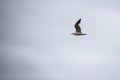 Single seagull flying in a sky as a background Royalty Free Stock Photo